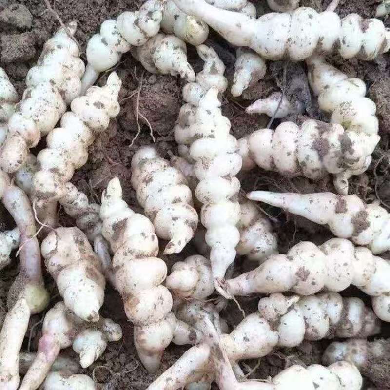 螺丝菜地环宝塔菜现挖现发农家自种产地直供