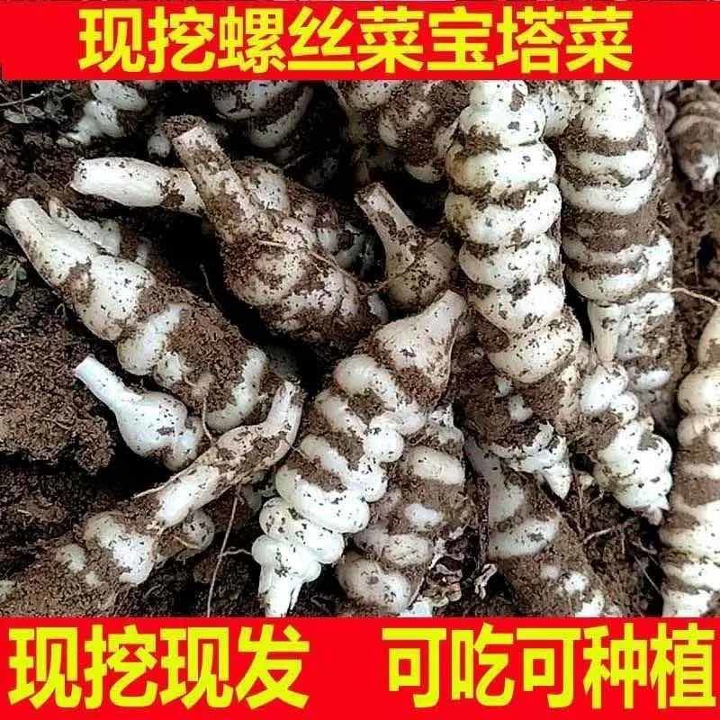 螺丝菜地环宝塔菜现挖现发农家自种产地直供