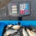 本地鲫鱼456789的都有。