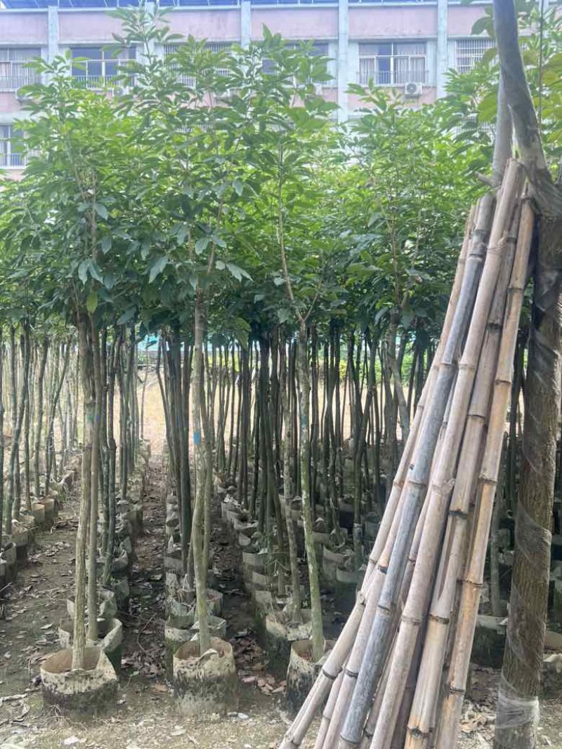 紫花风铃木2-12分，低价出售