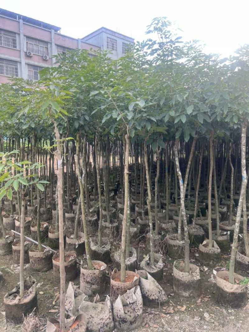 紫花风铃木2-12分，低价出售