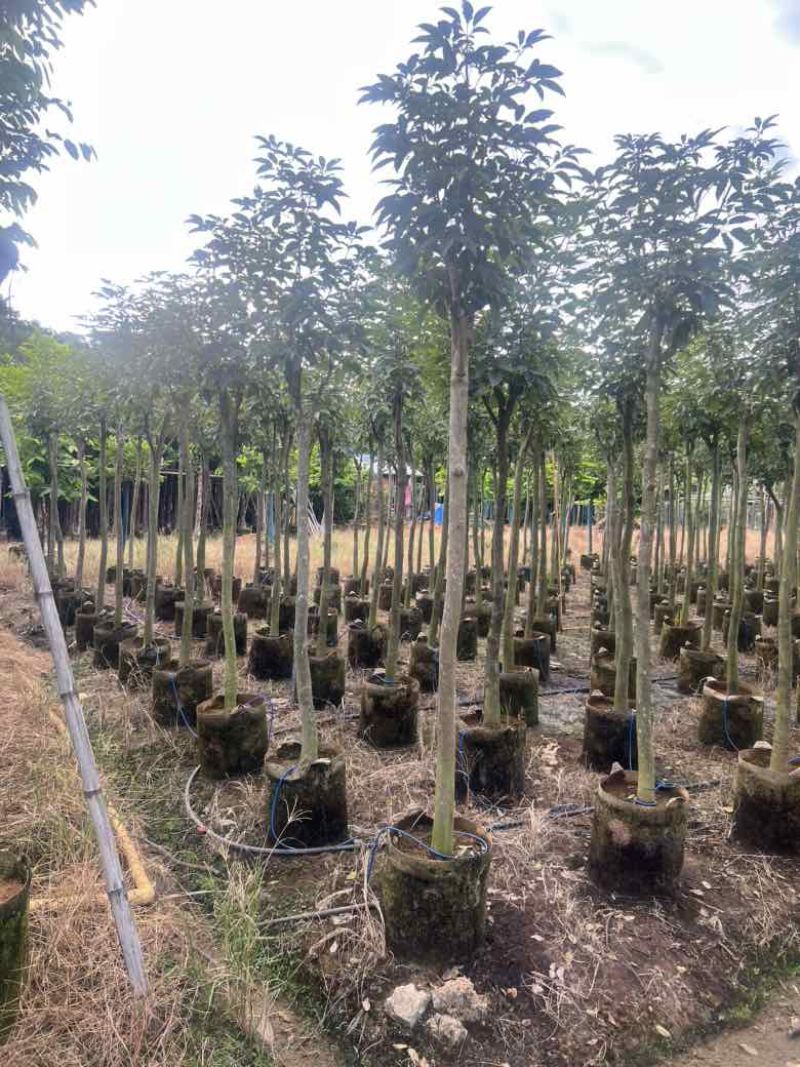 紫花风铃木2-12分，低价出售