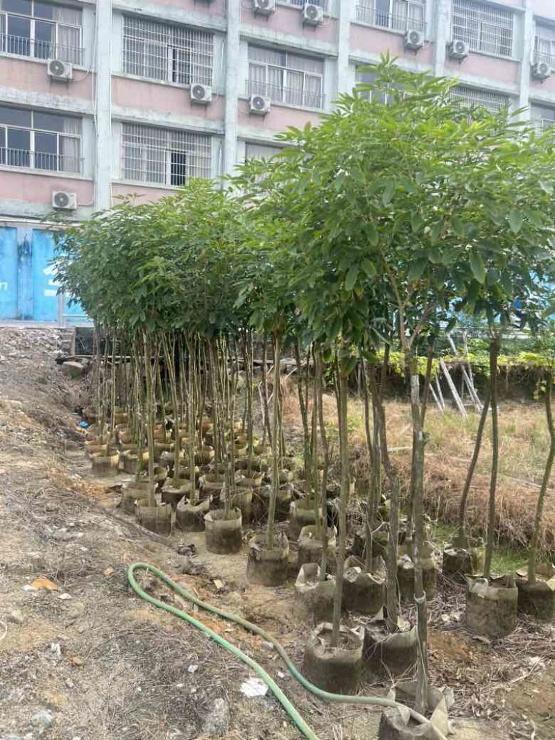 紫花风铃木2-12分，低价出售
