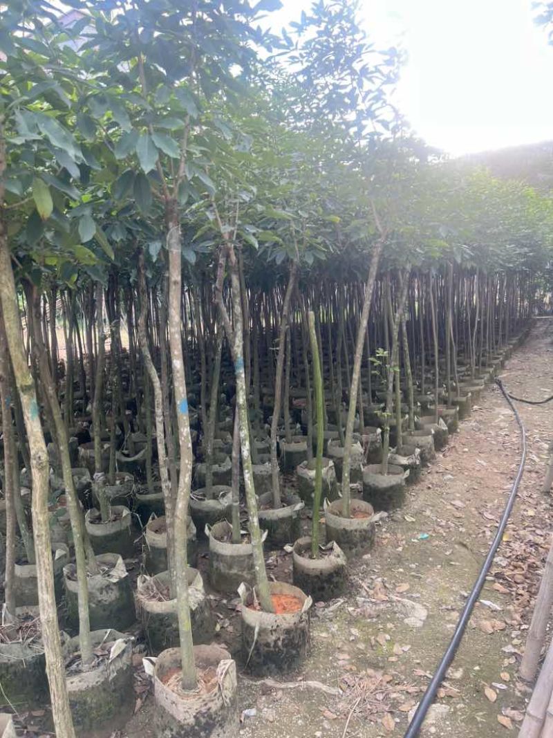 紫花风铃木2-12分，低价出售