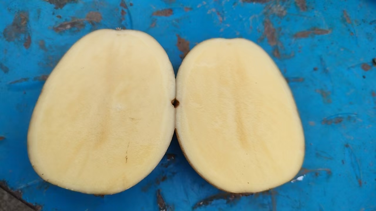 蒸熟的半颗土豆放在木质餐盘上，旁边搭配一小撮欧芹碎和橄榄油滴落效果，展现健康轻食风格