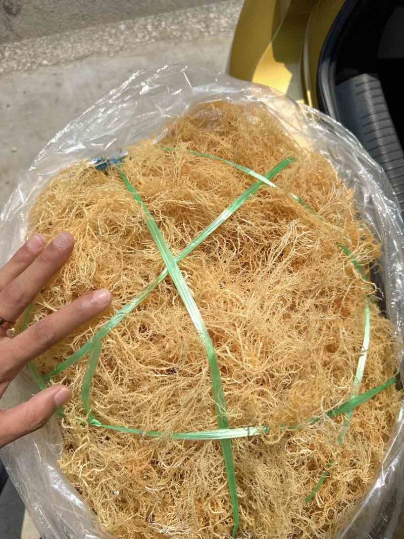 溢香园牌17斤清水龙须菜（鹿角菜、麒麟菜）