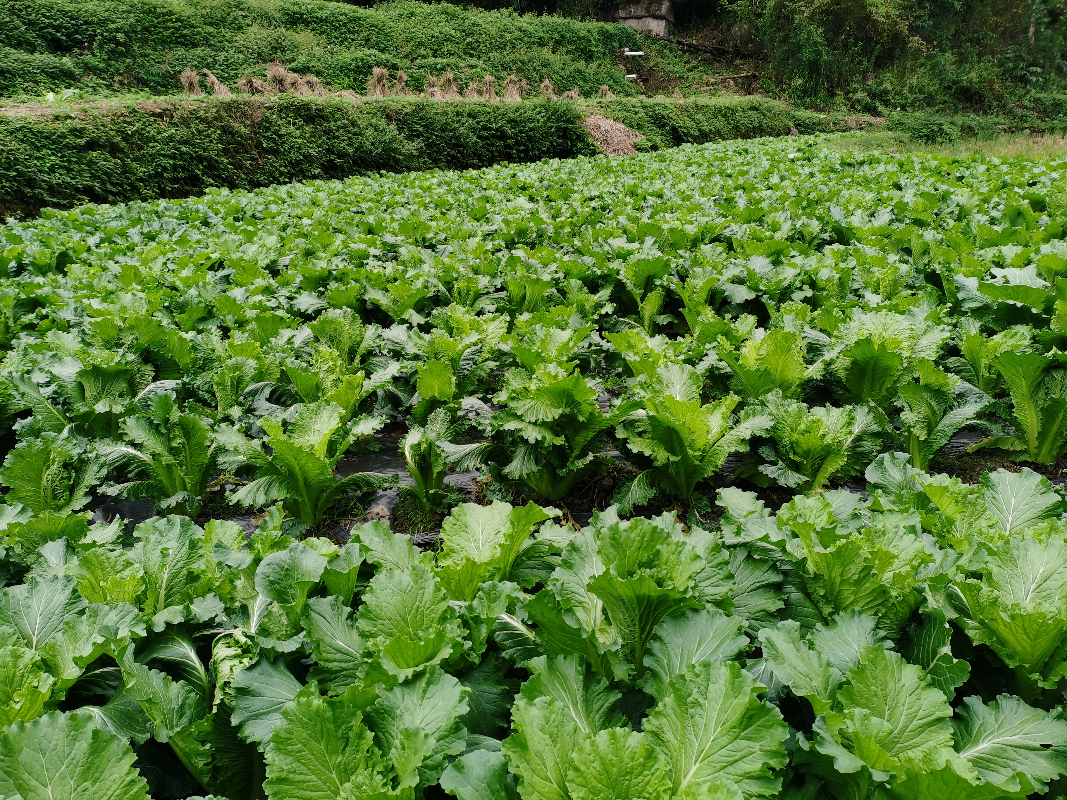 展示一颗完整的大白菜,叶片紧密包裹,颜色为浅绿色,背景为农田环境 大白菜外观特写