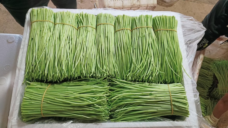 藜蒿（中等货）