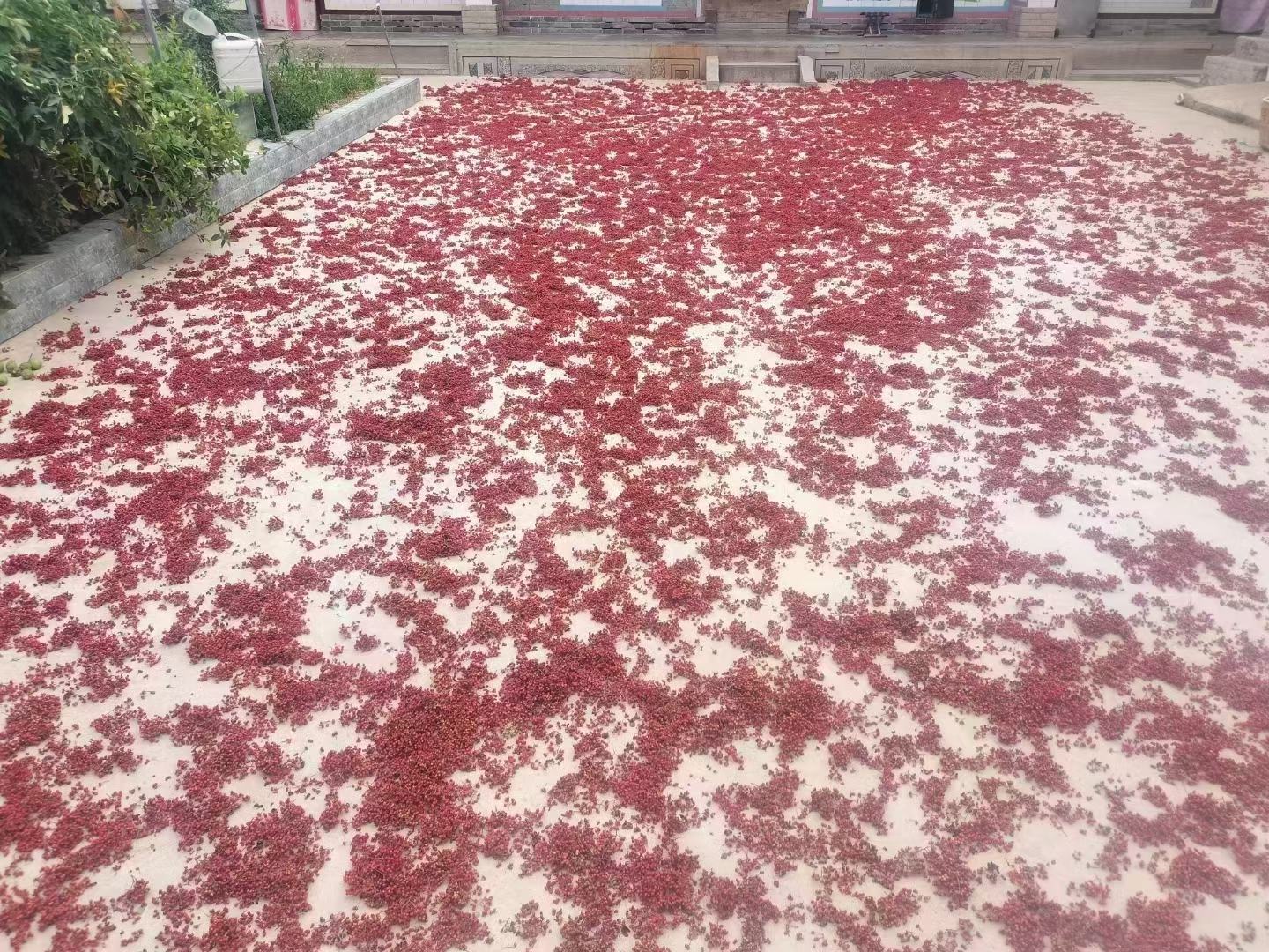 花椒根实物图