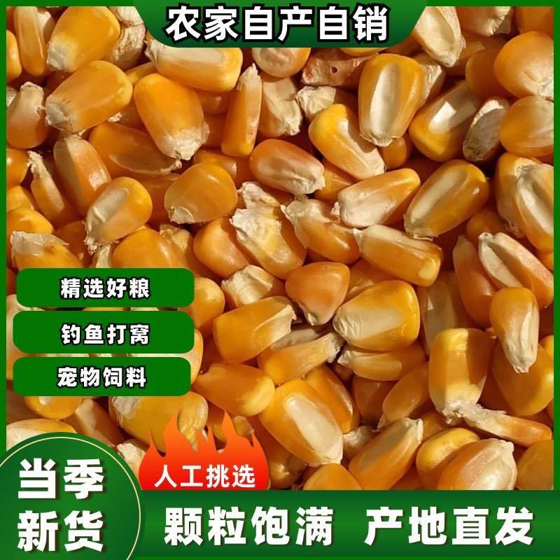 24年新货干玉米粒量大上市，长期稳定供货年单起订量需要5