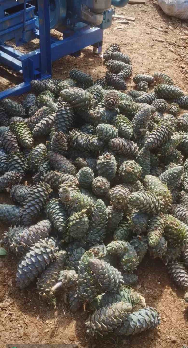 云南大理松子，落水松精品大颗粒想要的联系