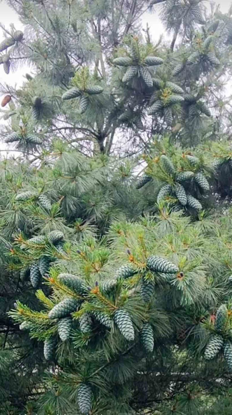云南大理松子，落水松精品大颗粒想要的联系