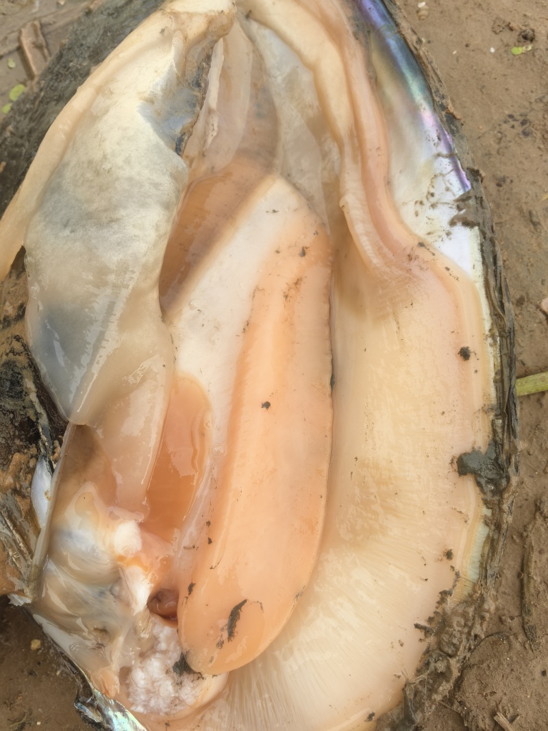 流动河大河蚌