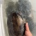 流动河大河蚌