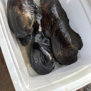流动河大河蚌