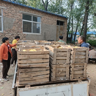 宁陵酥梨地窖梨开始出库颜色金黄1起