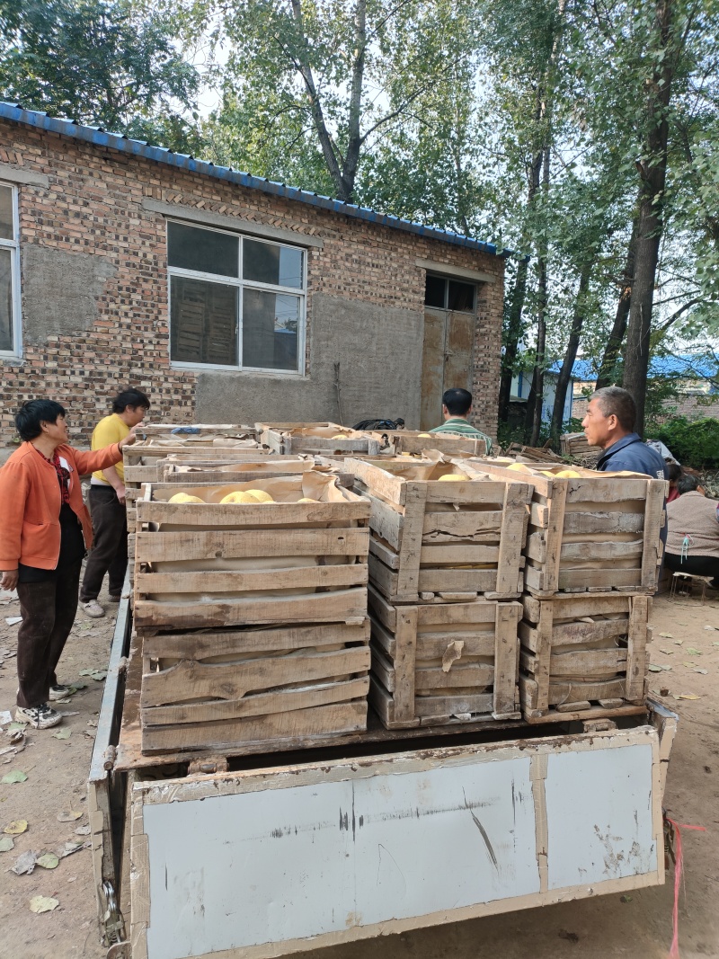 宁陵酥梨地窖梨开始出库颜色金黄1起