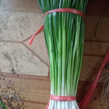 精品香葱