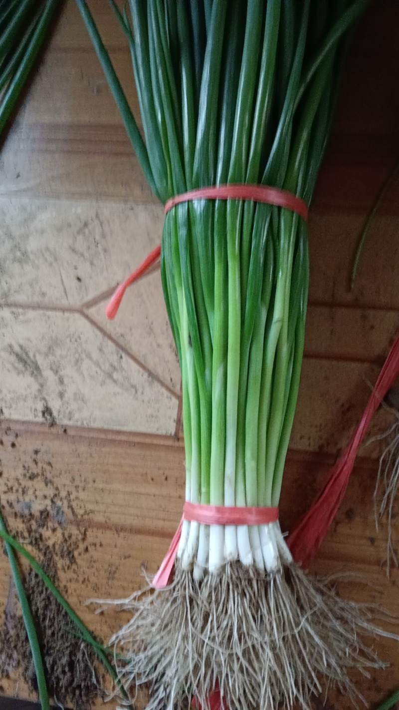 精品香葱