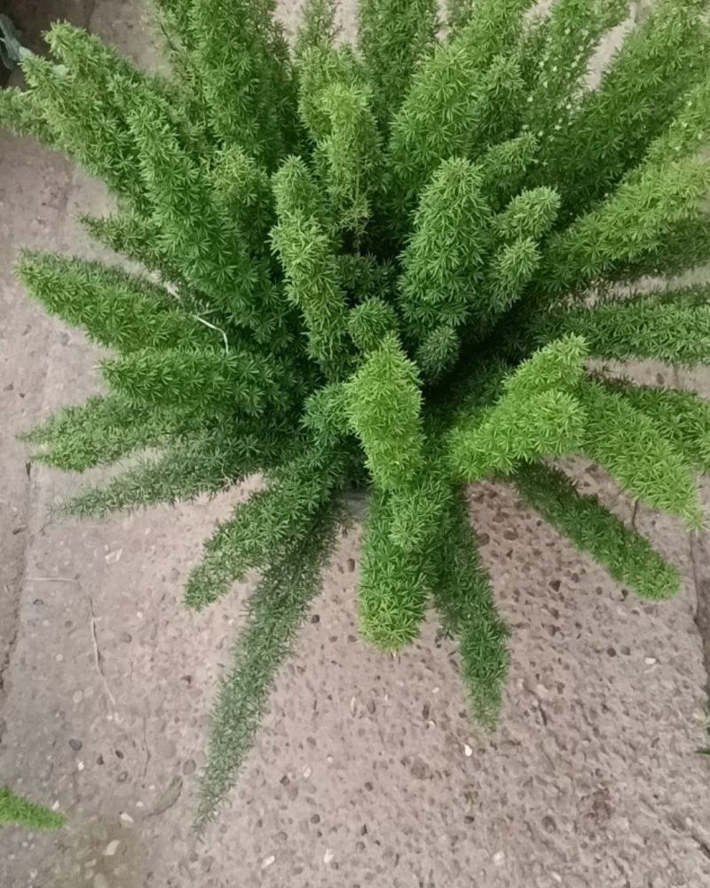 狐尾天门冬5加仑