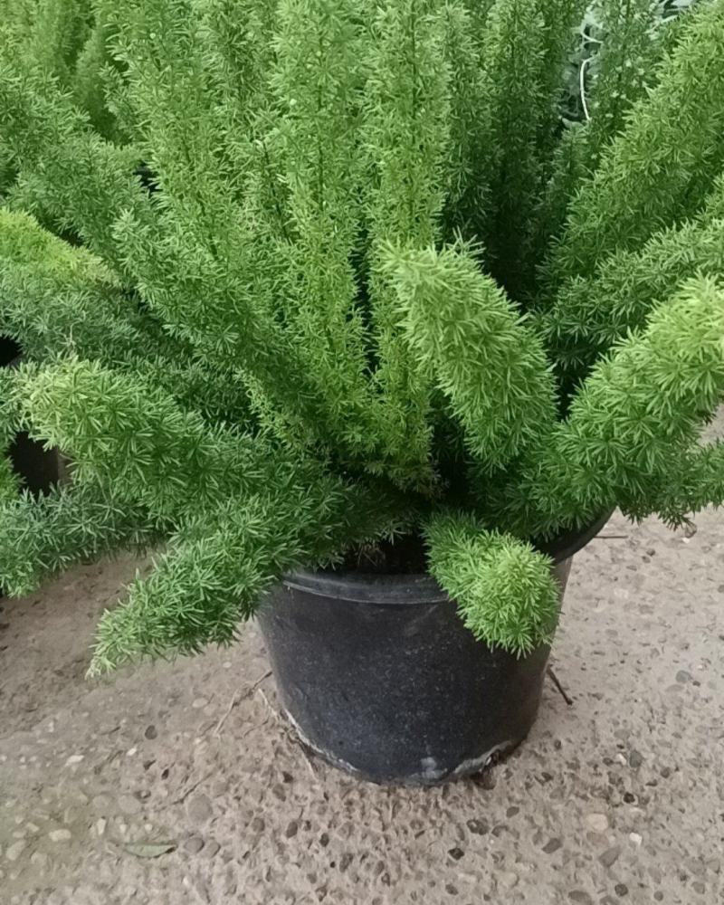狐尾天门冬5加仑