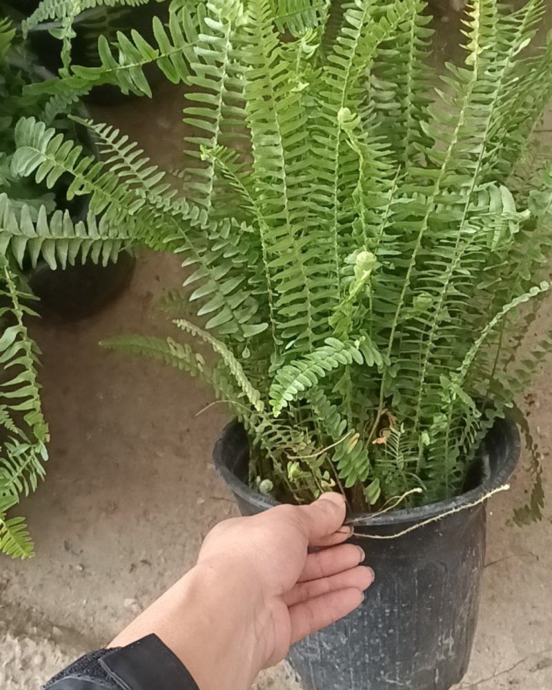 肾蕨2加仑