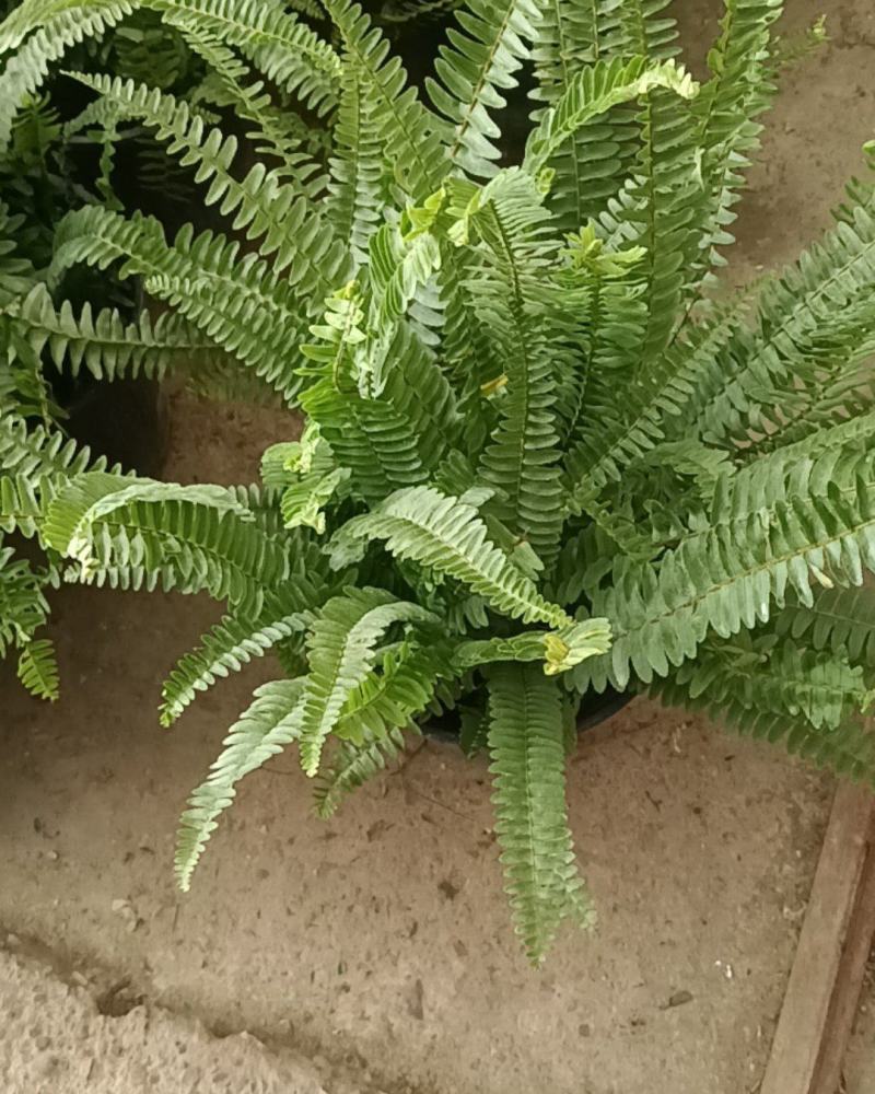 肾蕨2加仑