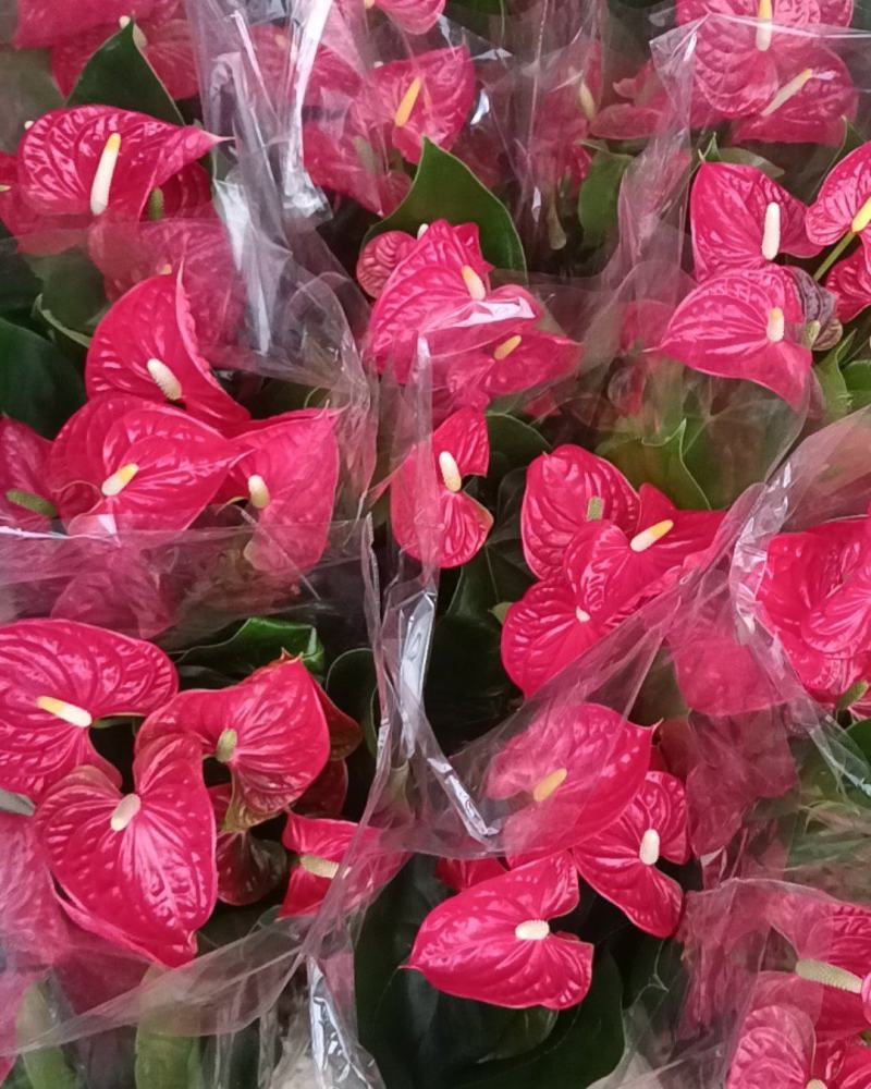 红掌180盆高度50-60