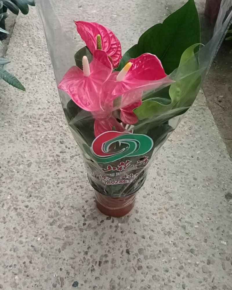 红掌180盆高度50-60