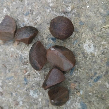油茶鲜果