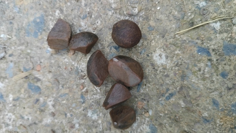 油茶鲜果