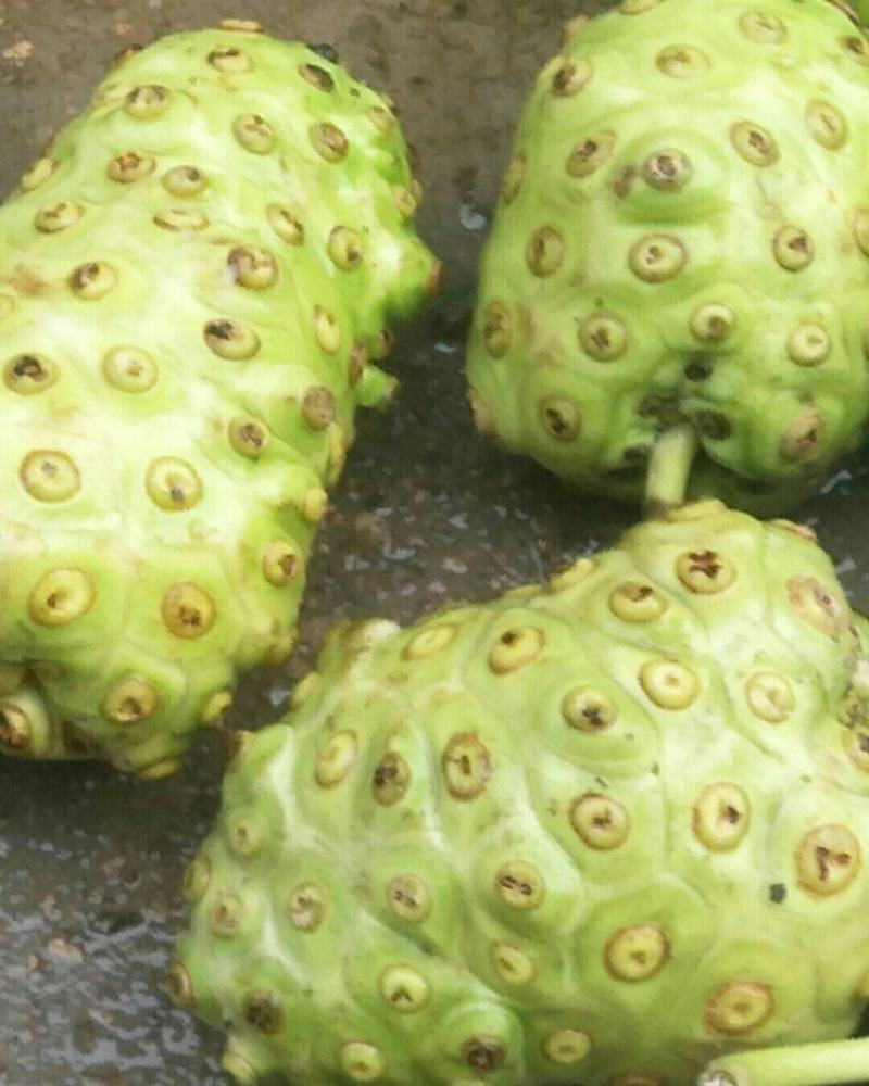 洛丽果