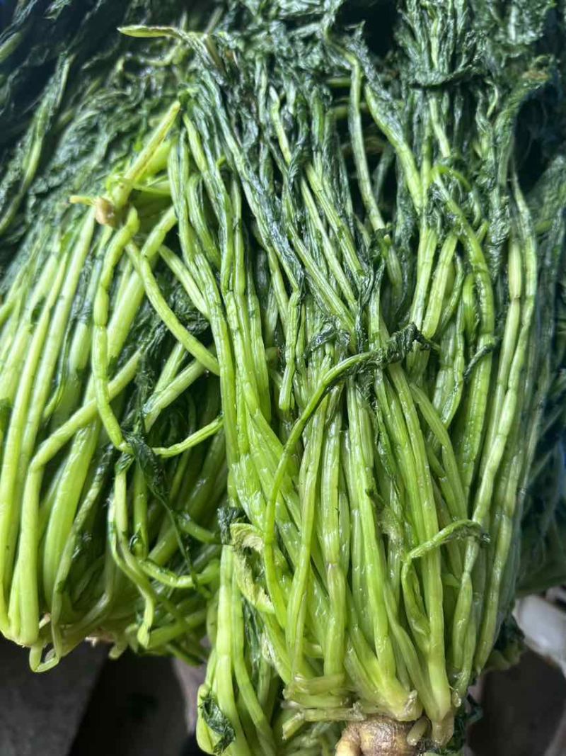 青雪菜量大可谈