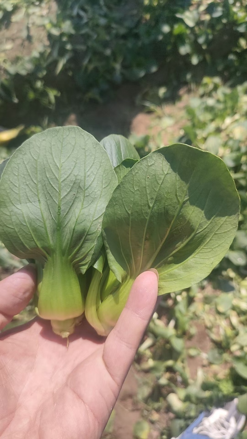南通本地精品矮脚青，量大从优