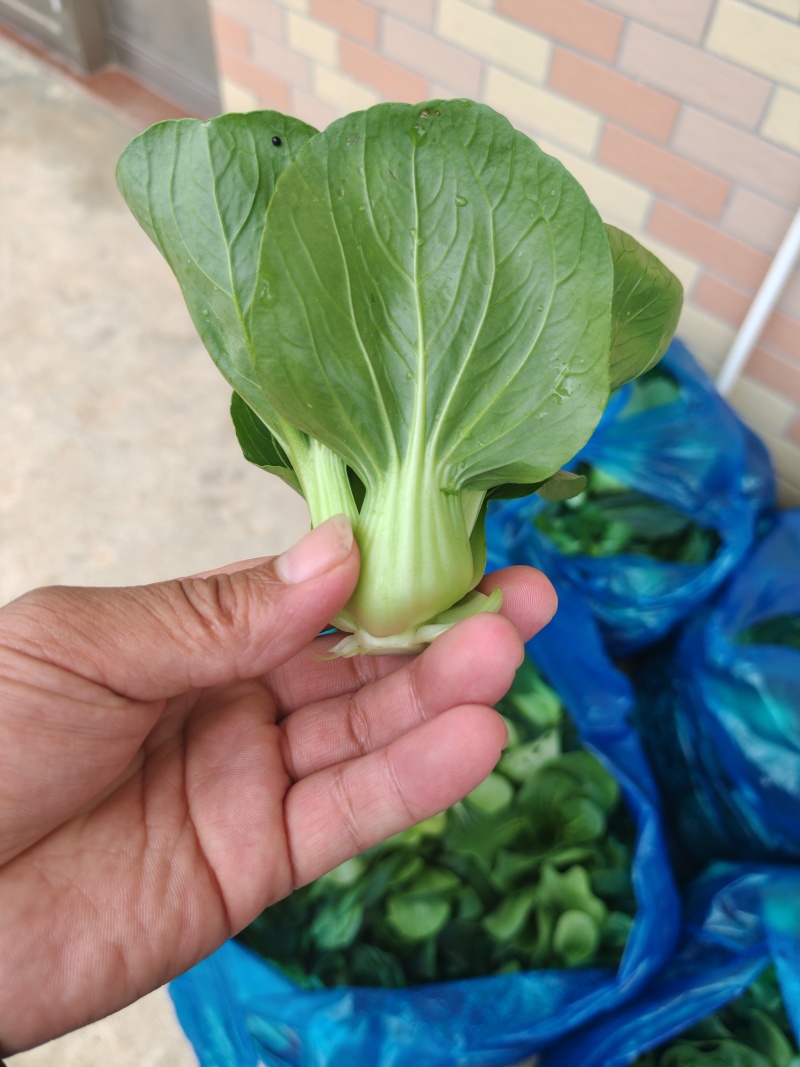 南通本地精品矮脚青，量大从优