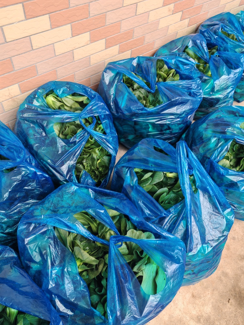 南通本地精品矮脚青，量大从优