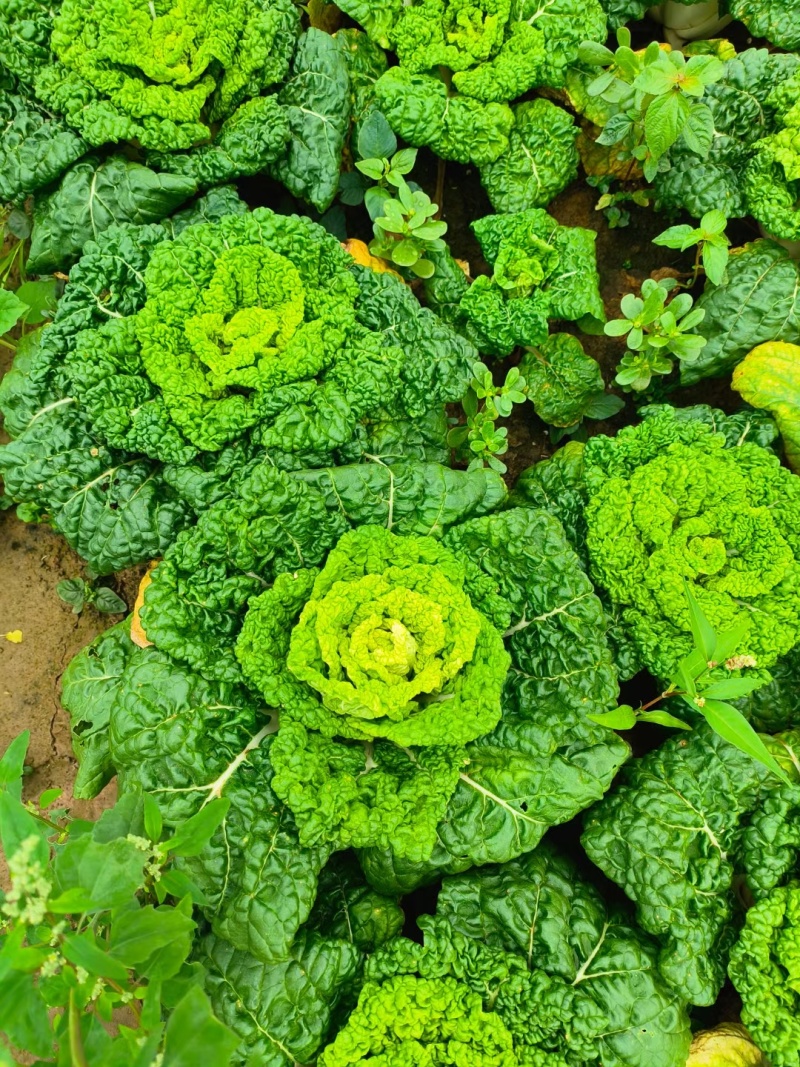 南通本地精品黄心菜