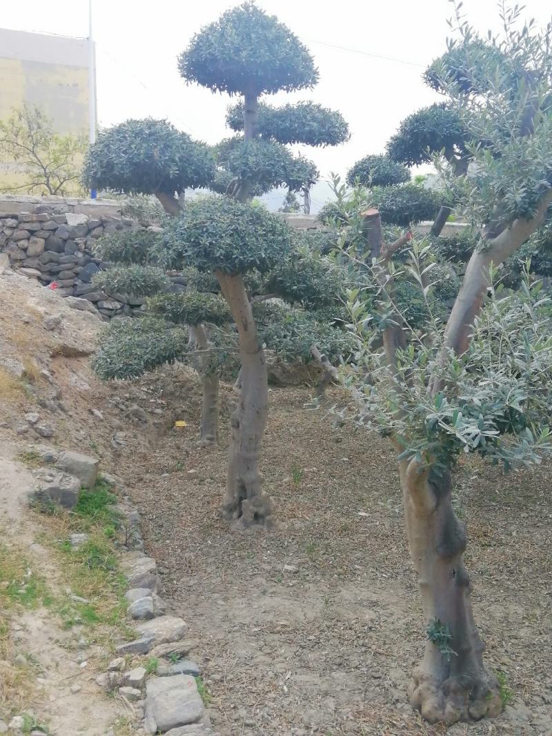 油橄榄树绿化批发