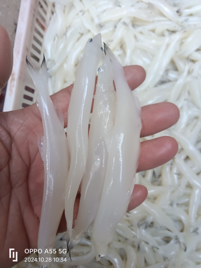 小部分一斤45条左右精品货