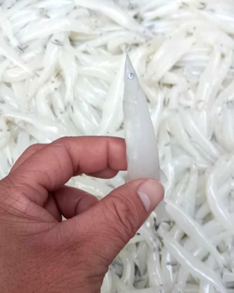 小部分一斤45条左右精品货