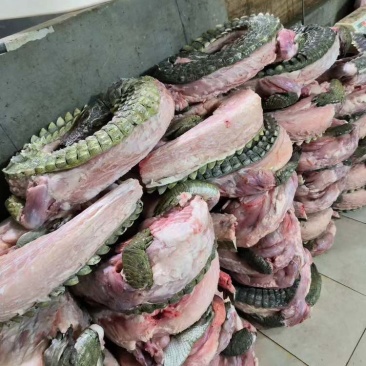 分割鳄鱼肉