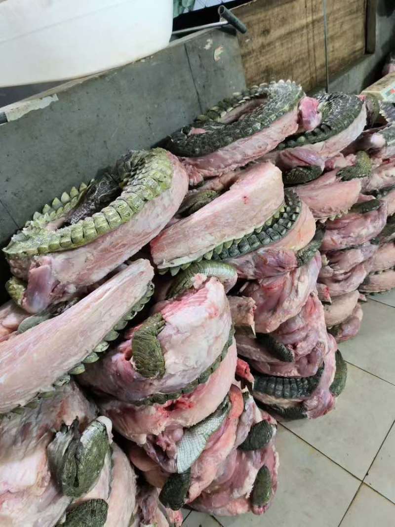 分割鳄鱼肉
