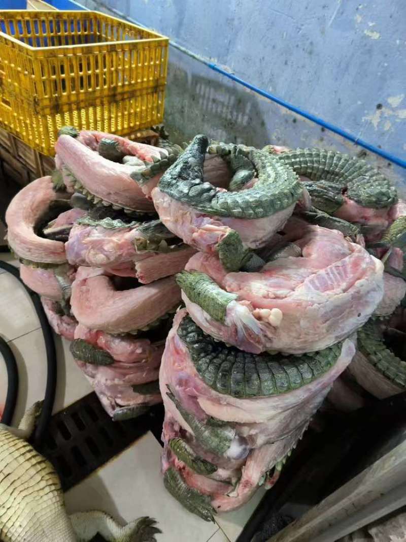 分割鳄鱼肉