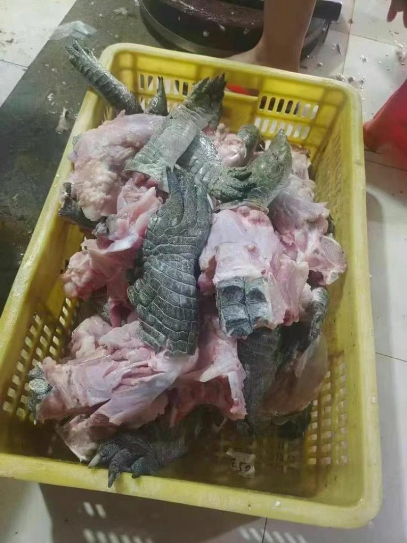 分割鳄鱼肉
