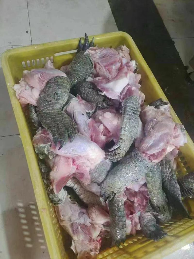 暹罗鳄鳄鱼白条分割鳄鱼肉