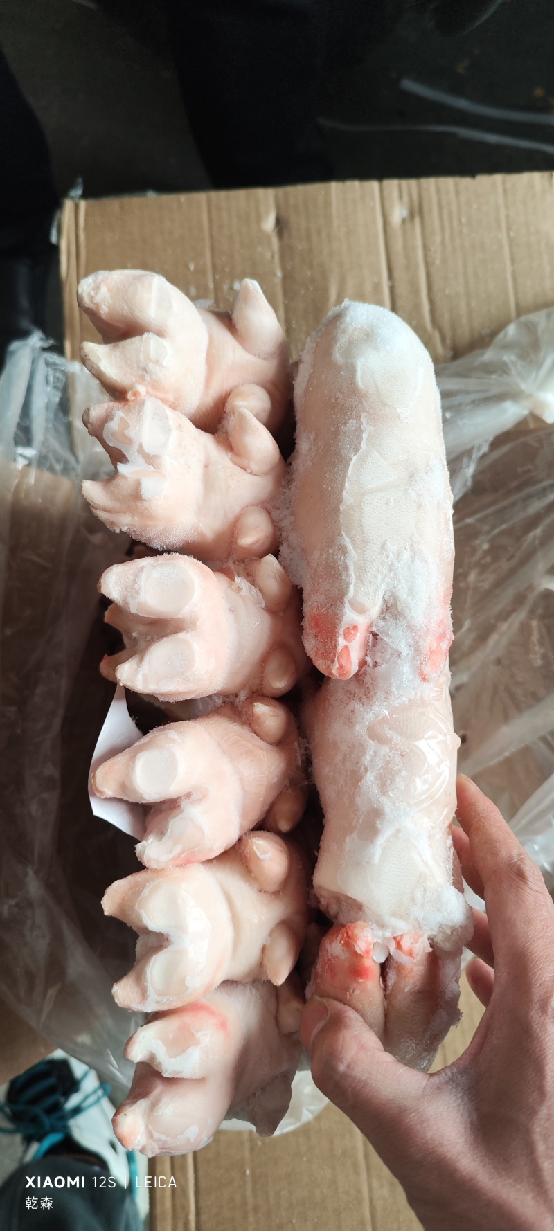 小猪头
