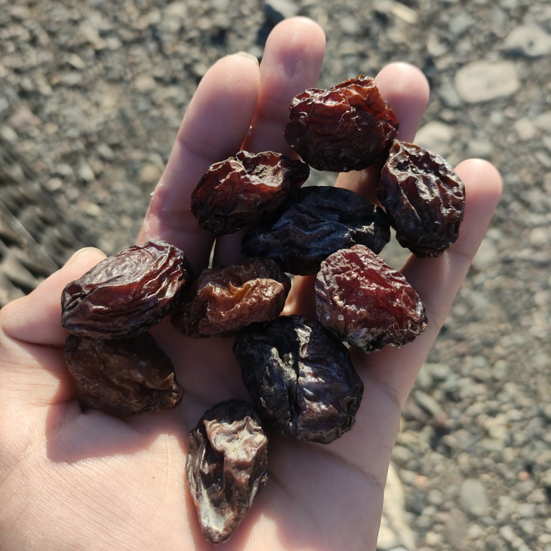新疆喀什法兰西西梅干自然晒干干