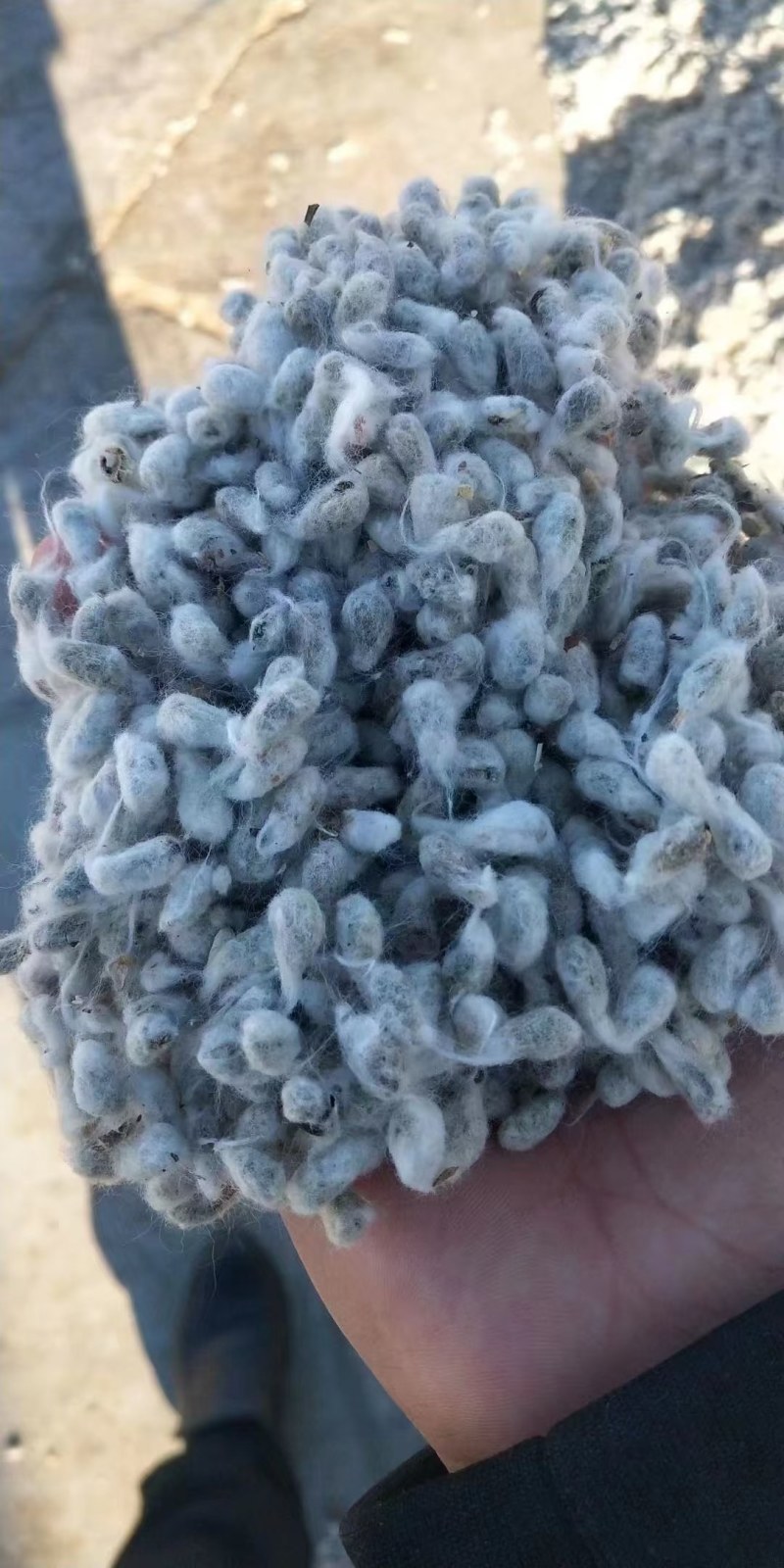 优质棉籽，水分干，无霉变异味