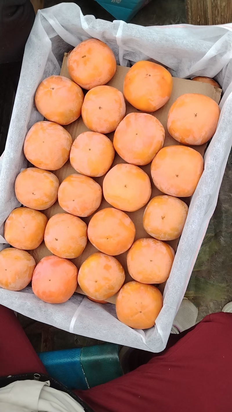 陕西宝鸡阳丰脆甜柿子，量大价格还能优惠！