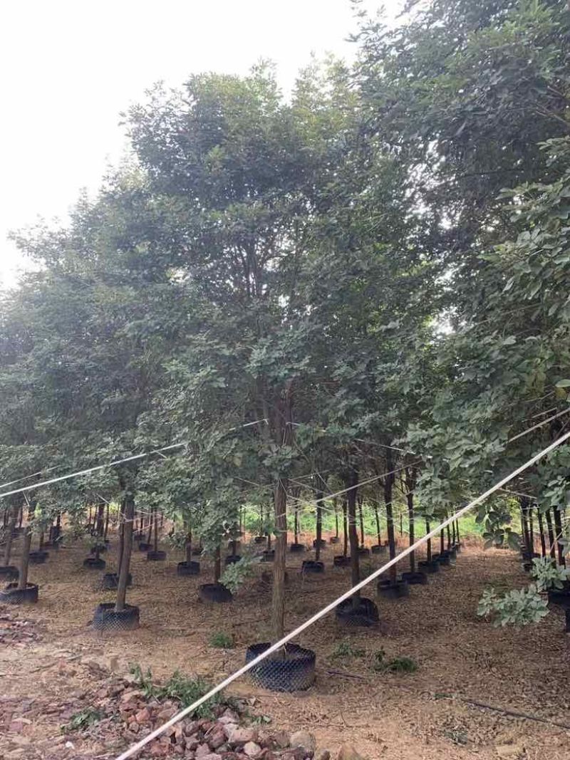 黄花风铃木10分-15分全冠，低价出售